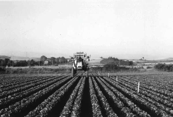 Application of herbicides in lettuce. Argandoña (A), 2003. Fuente: Juan José Galdos, Grupos Etniker Euskalerria.