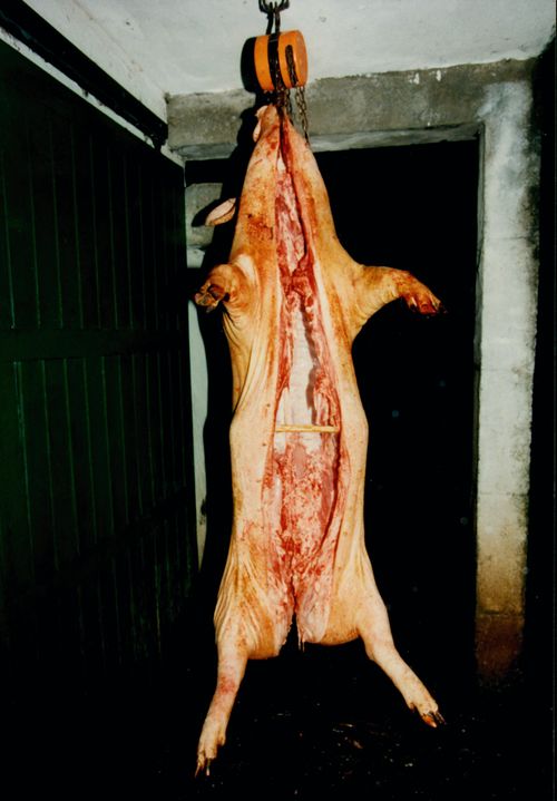 Enfriado del cerdo. Urduliz (B), 1998. Fuente: Akaitze Kamiruaga (Mikel Martínez), Grupos Etniker Euskalerria.