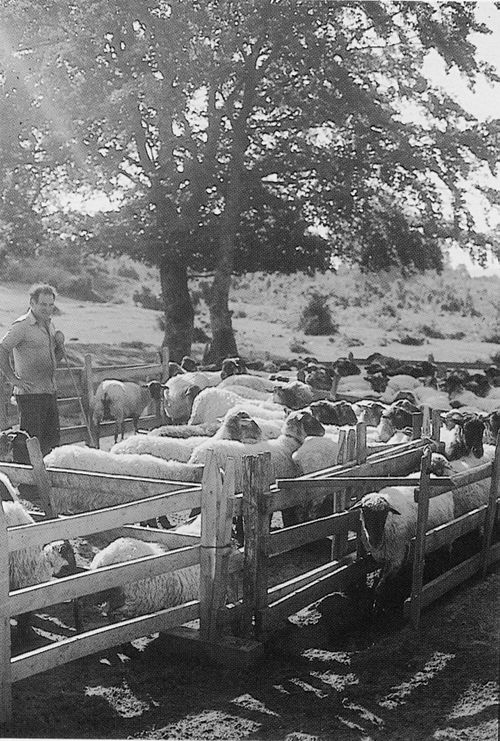 Recinto para ordeñar las ovejas en Entzia (A), 1985. Fuente: Antxon Aguirre, Grupos Etniker Euskalerria.
