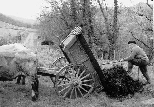 Descargando el estiércol en el prado. Lasa (BN), 1992. Fuente: Peio Goïty, Grupos Etniker Euskalerria.
