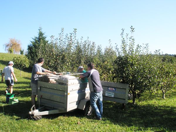 Recogiendo manzanas para sidra. Maruri-Jatabe (B), 2008. Fuente: Akaitze Kamiruaga, Grupos Etniker Euskalerria.