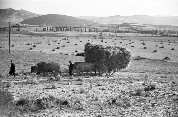 Acarreo de la mies. Valle de Egués (N), 1960. Fuente: Museo de Navarra: Nicolás Ardanaz.