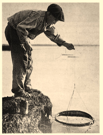 Pescador de cangrejos. 1909. Fuente: Novedades, San Sebastián, 1909.