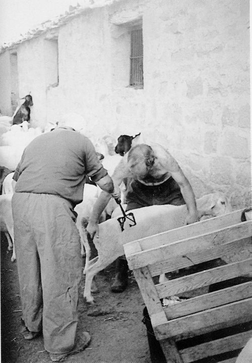Marcando las ovejas con pez. Lerga (N), 1996. Fuente: Marisa Picabea, Grupos Etniker Euskalerria.