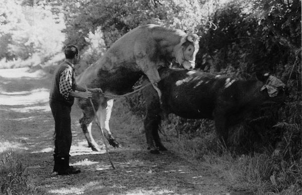 “Echando el toro” a una vaca. Carranza (B), 1999. Fuente: Luis Manuel Peña, Grupos Etniker  Euskalerria.