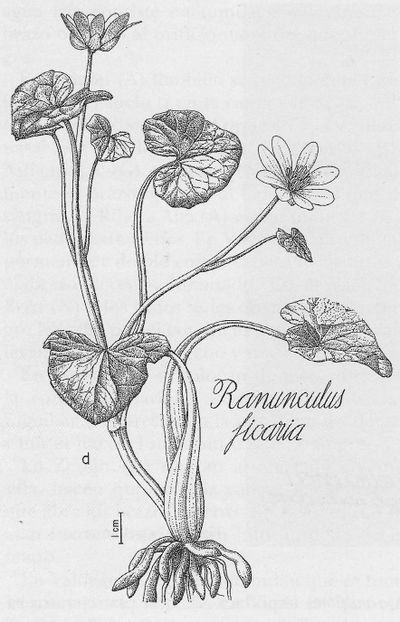 Bost-atzaparrakoa, hierba de las almorranas. Fuente: Archivo particular Familia de Iñaki Zorrakin Altube.