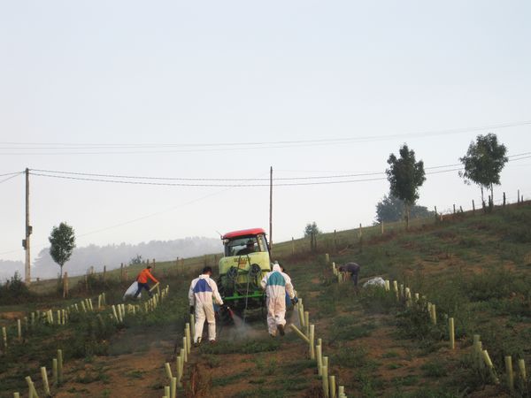 Aplicando herbicida en una plantación de txakoli. Muxika (B), 2016. Fuente: Segundo Oar-Arteta, Grupos Etniker Euskalerria.