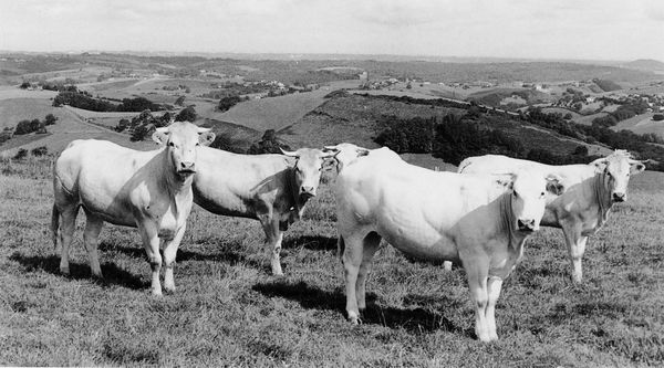 Vacas en Zudaire (L). Fuente: Michel Duvert, Grupos Etniker Euskalerria.