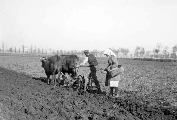 La mujer participaba en las tareas agrícolas, 1917. Fuente: Archivo Municipal de Vitoria-Gasteiz: Enrique Guinea.