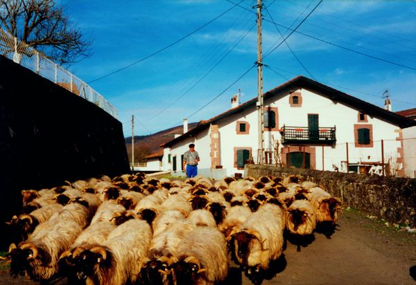 Rebaño bajando del monte a su paso por Lasa (BN), 2000. Fuente: Peio Goïty, Grupos Etniker Euskalerria.