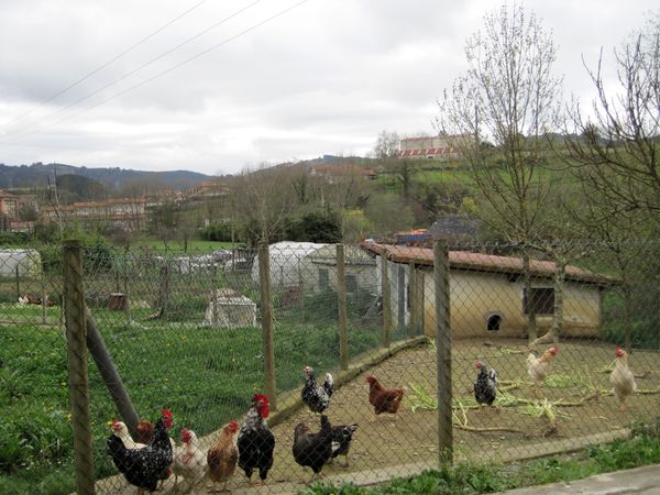 Oilotokia, gallinero, cerca del caserío. Muxika (B), 2011. Fuente: Segundo Oar-Arteta, Grupos Etniker Euskalerria.