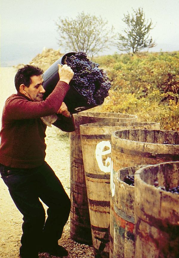 Descargando los racimos en las comportas. Rioja Alavesa, 1988. Fuente: J. L. Oqueta, Grupos Etniker Euskalerria.