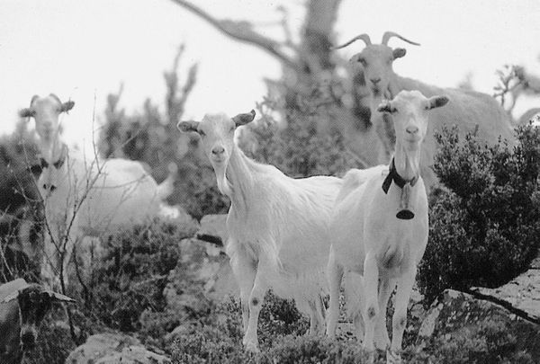 Cabras en Belabarze, Isaba, Valle de Roncal (N), 1997. Fuente: Arantza Arregi (Joseba Baines), Grupos Etniker Euskalerria.