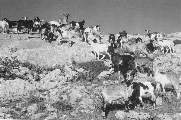 Rebaño de cabras en Aralar (G), 1998. Fuente: Archivo Fotográfico Labayru Fundazioa: José Ignacio García Muñoz.