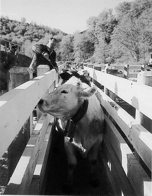 Marcado de las vacas en Valle de Erro (N), 1998. Fuente: Antxon Aguirre, Grupos Etniker Euskalerria.