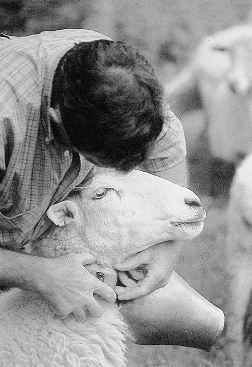Colocando la dumba a la oveja guía. Aia (G), 1998. Fuente: Antxon Aguirre, Grupos Etniker Euskalerria.