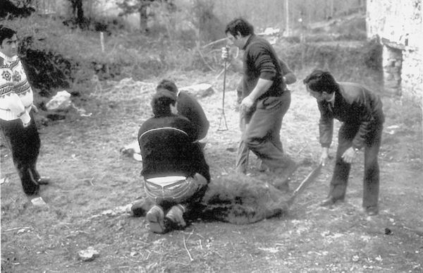 Marcado a fuego de vacas monchinas. Trucíos (B), 1987. Fuente: Juan Cordón, Grupos Etniker Euskalerria.