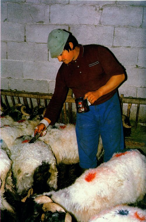 Marcando las ovejas con pintura. Vasconia continental. Fuente: Blot, Jacques. Artzainak. Les bergers basques. Los pastores vascos. San Sebastián, Elkar, 1984.