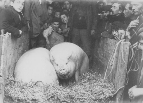 Cerdos de raza chato vitoriano. Concurso de San Antón, Vitoria, 1915. Fuente: Novedades, 24 de enero de 1915. San Sebastián, [s.n.], 1915.