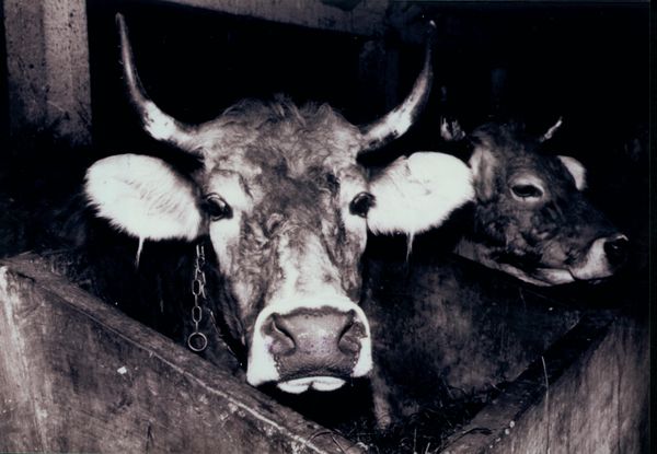 Vacas de raza pardo-alpina o suiza. Ezkio (G), 1996. Fuente: José Zufiaurre, Grupos Etniker Euskalerria.