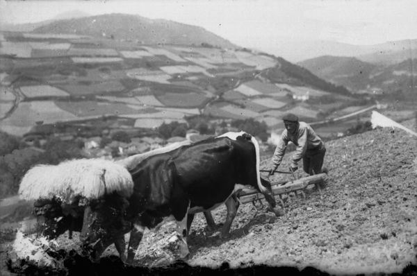 Trabajando la tierra con arado de púas. Zeanuri (B), 1925. Fuente: Archivo Fotográfico Labayru Fundazioa: Fondo Felipe Manterola.
