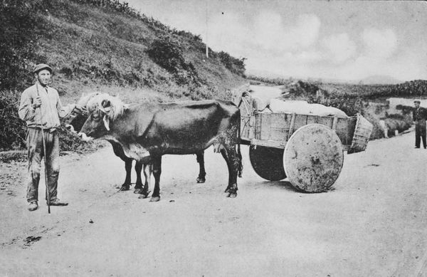 Carro guipuzcoano de ruedas macizas. Hondarribia (G). Fuente: Archivo Fotográfico Labayru Fundazioa (postal de Römmler & Jonas, de Dresde).
