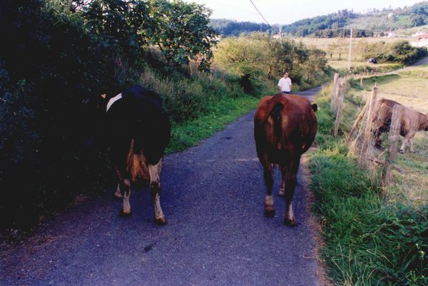 Sacando las vacas al prado. Urduliz (B), 2000. Fuente: Akaitze Kamiruaga (Mikel Martínez), Grupos Etniker Euskalerria.