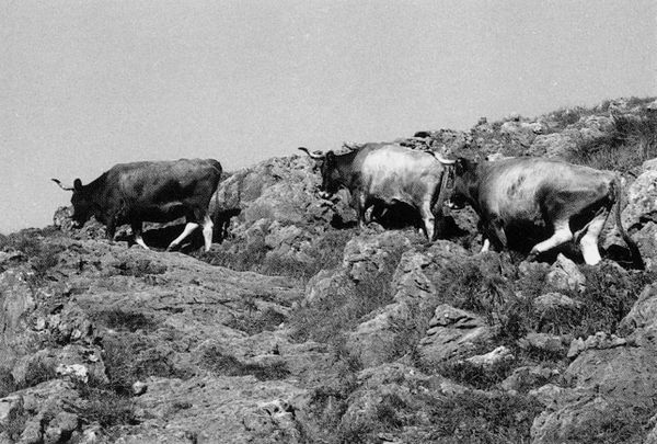 Vacas monchinas en Carranza (B), 1998. Fuente: Miguel Sabino Díaz, Grupos Etniker Euskalerria.