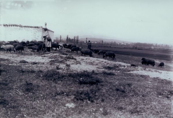 Pastor con sus ovejas en Lacua (A), c. 1925. Fuente: Archivo Municipal de Vitoria.