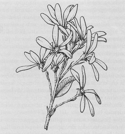 Carrasquilla, enuntzia (Amelanchier ovalis). Fuente: Archivo particular Familia de Iñaki Zorrakin Altube.