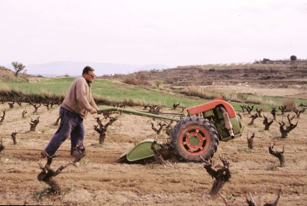 Labrando la viña con mula mecánica. Moreda (A), 1982. Fuente: José Ángel Chasco, Grupos Etniker Euskalerria.