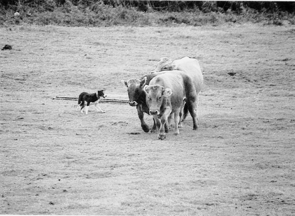 Arreando las vacas. Erro (N), 1998. Fuente: Antxon Aguirre, Grupos Etniker Euskalerria.