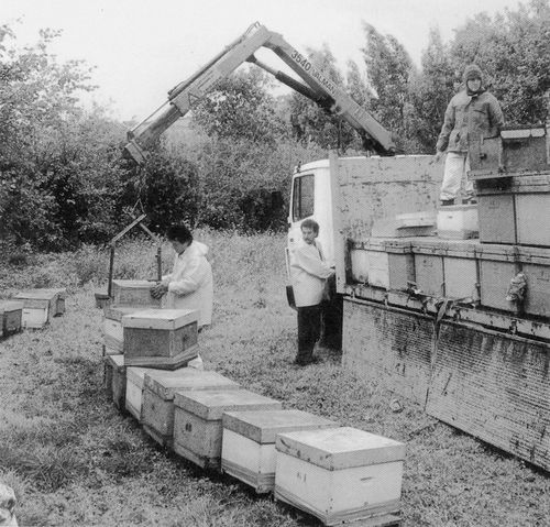 Trashumancia de colmenas. Fuente: Erleak. N.º 15. Bilbao, Asociación de apicultores de Vizcaya, 1993: V. M.ª García Salazar.