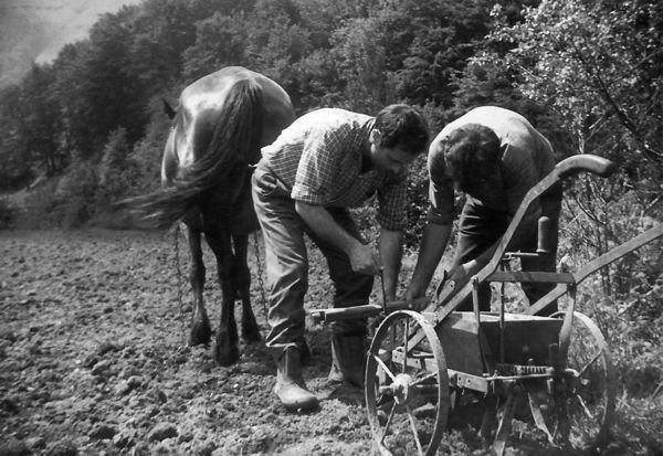 Enganchando la máquina sembradora a la yegua. Carranza (B), 1965. Fuente: Díaz, Miguel Sabino. Karrantza. Visión gráfica 1880-1980. Tomo I. Karrantza: 2008, p. 41.