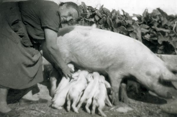 Ayudando a mamar a los cerditos. Urduliz (B), c. 1950. Fuente: Akaitze Kamiruaga (Gotzon Garitaonandia), Grupos Etniker Euskalerria.