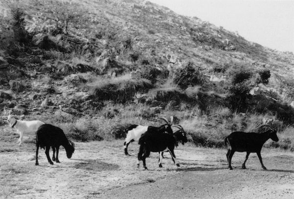 Cabras de raza azpigorri y otras. Carranza (B), 2000. Fuente: Luis Manuel Peña, Grupos Etniker  Euskalerria.