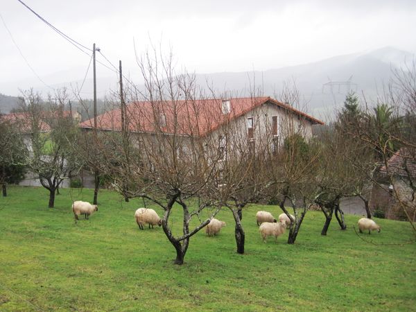 Tradicional combinación de manzanos y ovejas. Mendata (B), 2015. Fuente: Segundo Oar-Arteta, Grupos Etniker Euskalerria.
