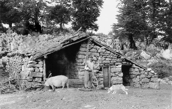 Pastor dando el suero al cerdo. Aralar (G), 1941. Fuente: Archivo PP. Benedictinos de Lazkao (G): Jesús Elosegui.