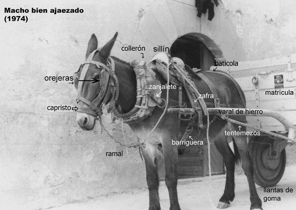 Macho ajaezado. Obanos (N), 1974. Fuente: M.ª Amor Beguiristain, Grupos Etniker Euskalerria.