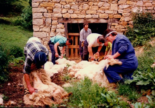 Esquilando ovejas por el sistema tradicional. Carranza (B). Fuente: Miguel Sabino Díaz, Grupos Etniker Euskalerria.