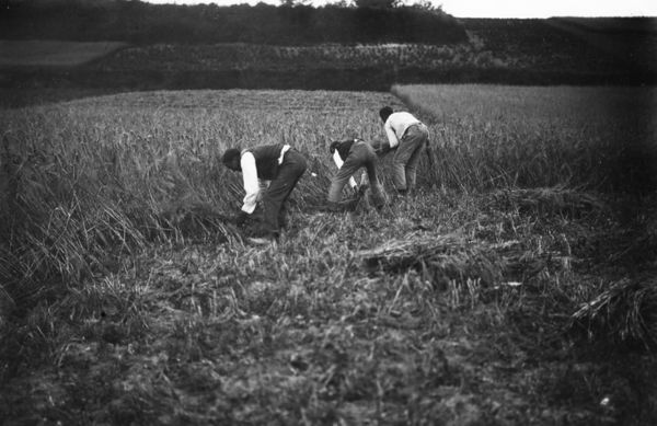 Segando cereal a hoz. Álava, c. 1940. Fuente: Archivo Municipal de Vitoria-Gasteiz: Enrique Guinea.