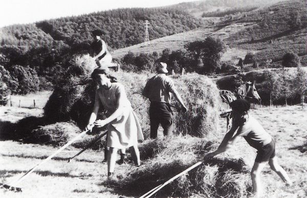 Belarra biltzen. Recogida de heno. Berastegi (G), c. 1965. Fuente: Iñaki Linazasoro, Grupos Etniker Euskalerria.
