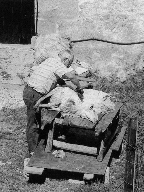 Colocación de la oveja para ser esquilada en Bera (N), 1997. Fuente: Rondán Jimeno, Grupos Etniker Euskalerria.