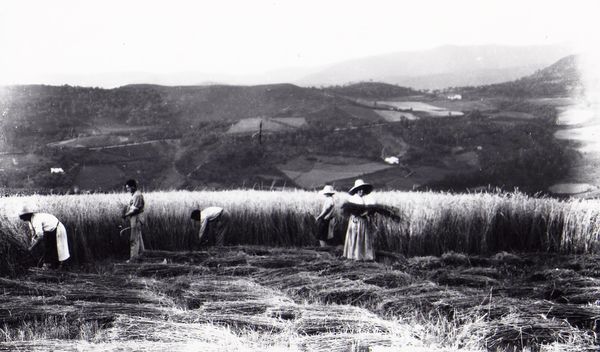 Segando trigo. Elgoibar (G), c. 1930. Fuente: Koldo Lizarralde (Foto Azkue), Grupos Etniker Euskalerria.
