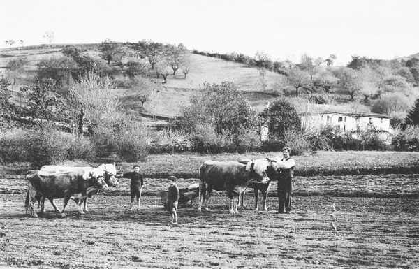 Las parejas de bueyes, esenciales en el trabajo agrícola. Valle de Urdazuri (L). Fuente: Boissel, William. Le Pays Basque. Sites, arts et coutumes. París: 1929, plancha LXIV (cliché de MM. Chevojon).