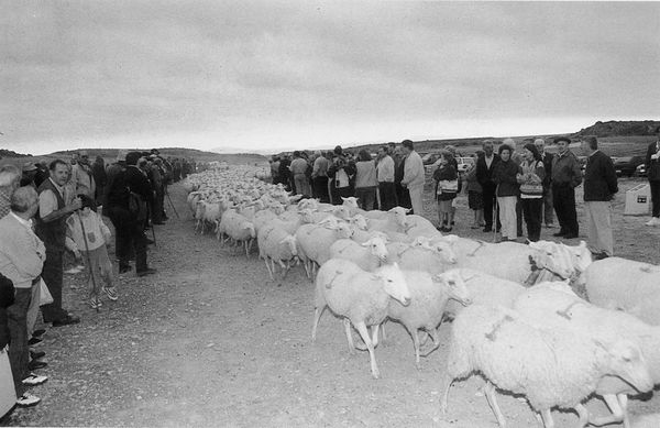 Rebaños entrando en las Bardenas (N), 18 de septiembre de 1998. Fuente: Antxon Aguirre, Grupos Etniker Euskalerria.