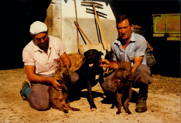 El perro en el pastoreo de ganados - Atlas Etnográfico de Vasconia