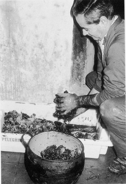 Extracción de la miel a mano. Apodaka (A). Fuente: Gerardo López de Guereñu, Grupos Etniker Euskalerria.