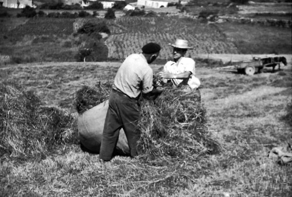 Atando un coloño de hierba. Carranza (B), 1962. Fuente: Díaz, Miguel Sabino. Karrantza. Visión gráfica 1880-1980. Tomo I. Karrantza: 2008, p. 57.
