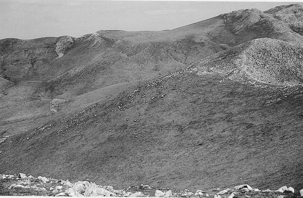Ovejas en Aralar (G), 1998. Fuente: Archivo Fotográfico Labayru Fundazioa: José Ignacio García Muñoz.